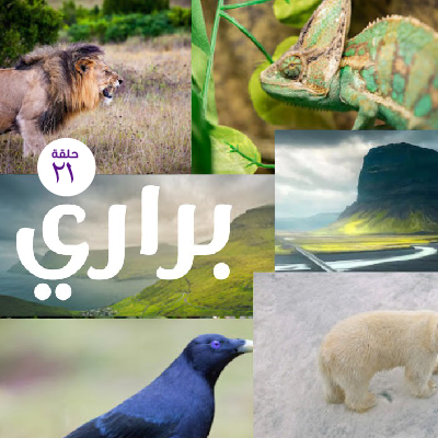 براري 21